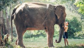 Thai Boy and Elephant in Northern of Thailand